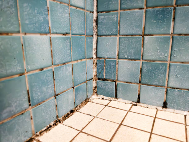 Best Emergency Mold Remediation  in Liberty, NC